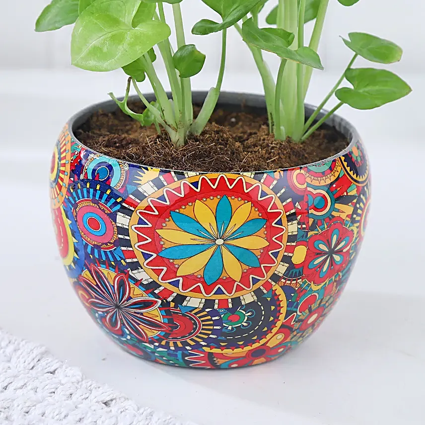 Syngonium Symbol of Prosperity