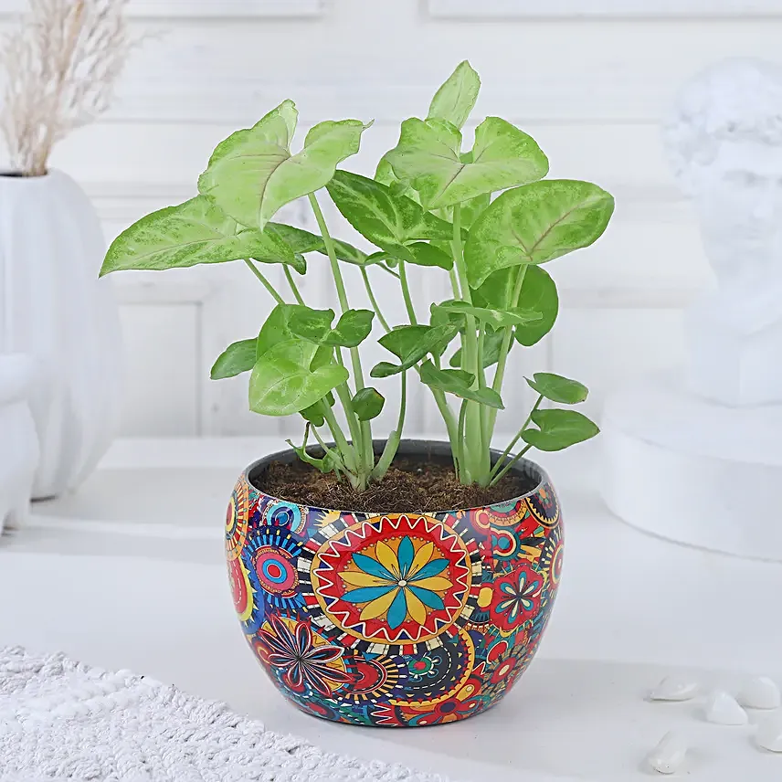 Syngonium Symbol of Prosperity