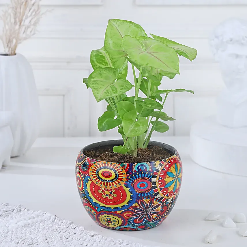 Syngonium Symbol of Prosperity
