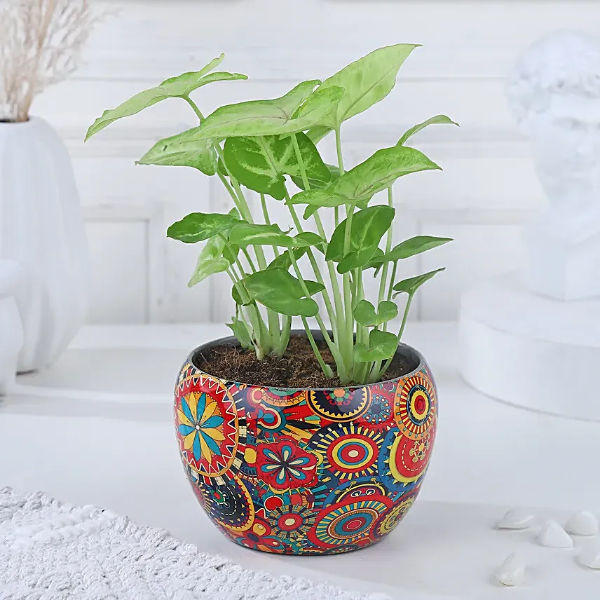 Syngonium Symbol of Prosperity