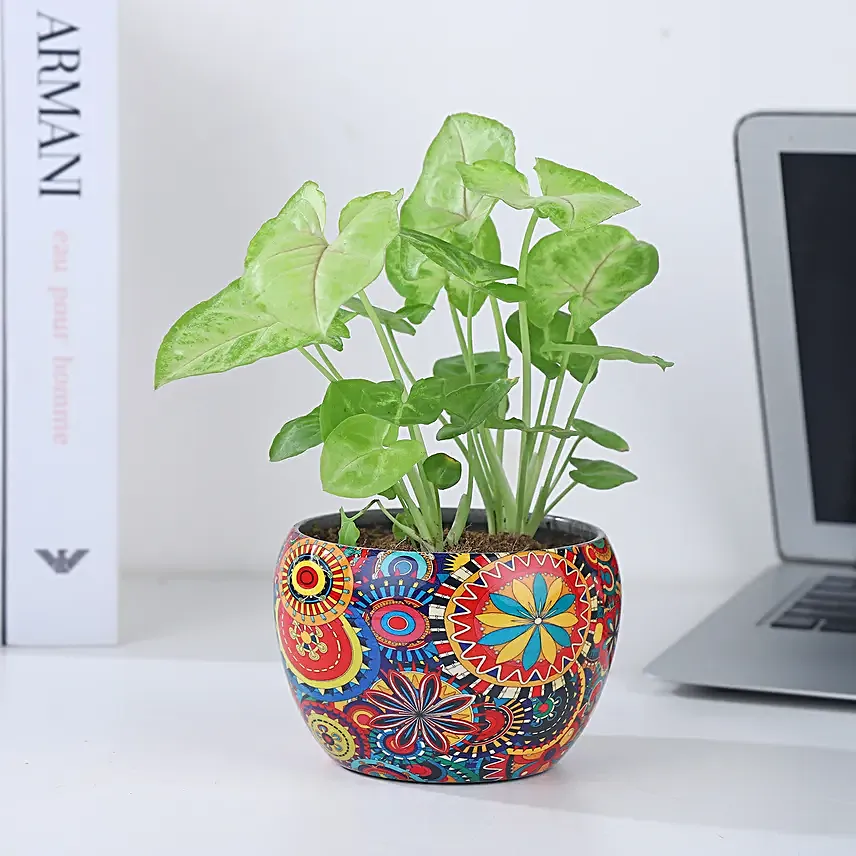 Syngonium Symbol of Prosperity