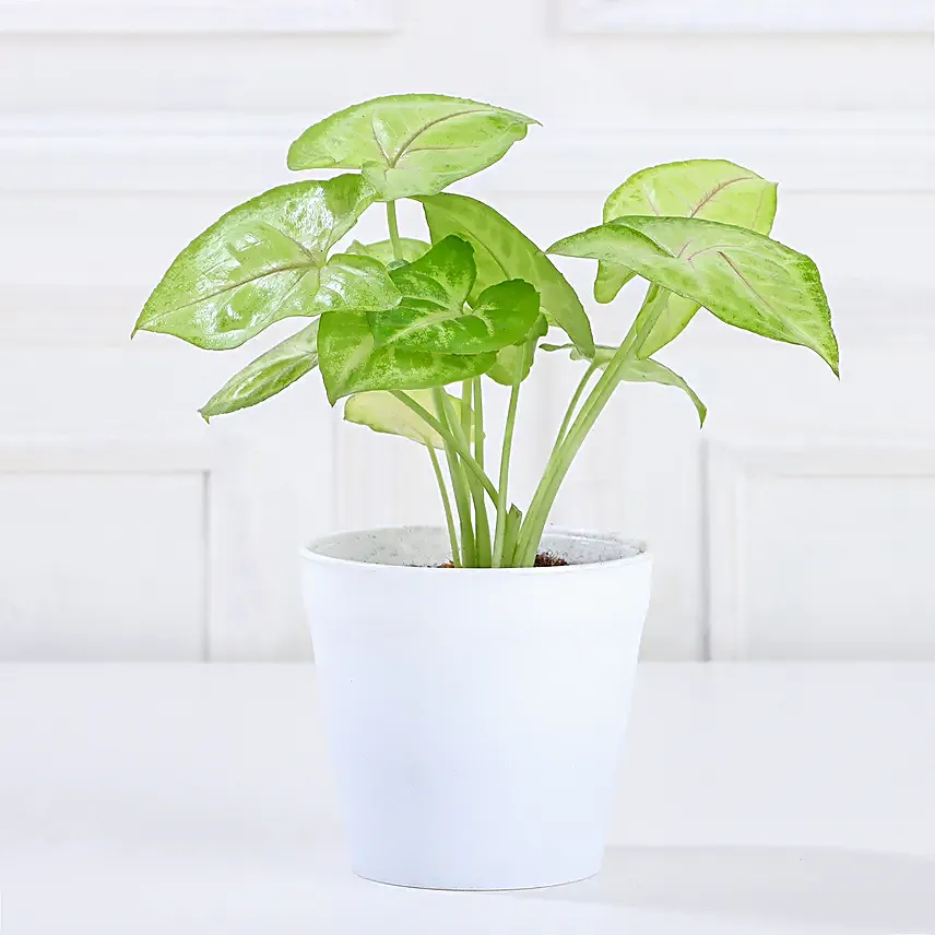 attractive syngonium plant