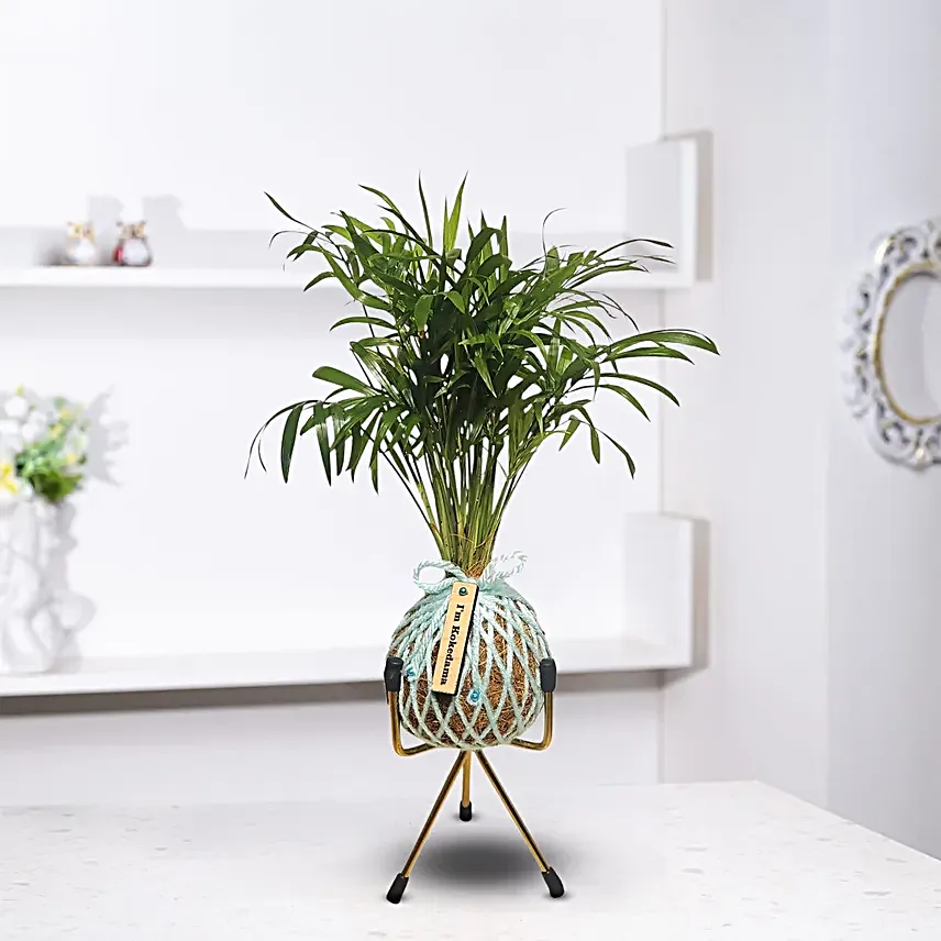 Table Palm Plant Kokedama Style Setup