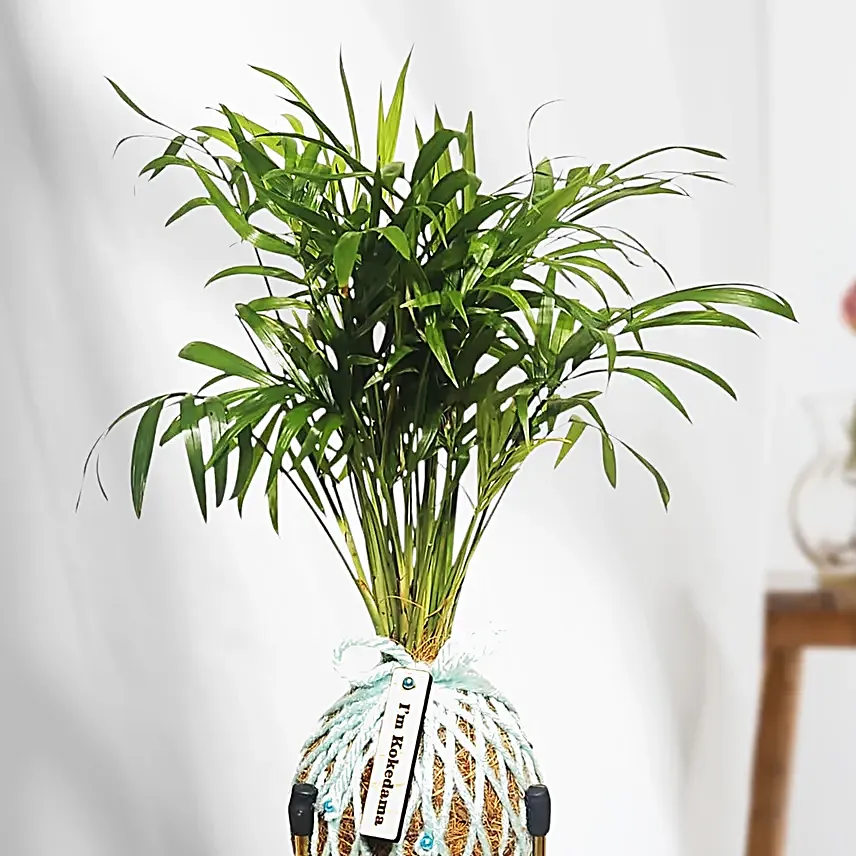 Table Palm Plant Kokedama Style Setup