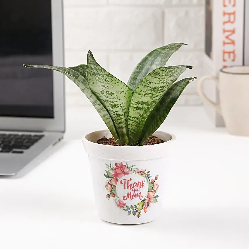 Thank You Mom Sansevieria Plant Pot