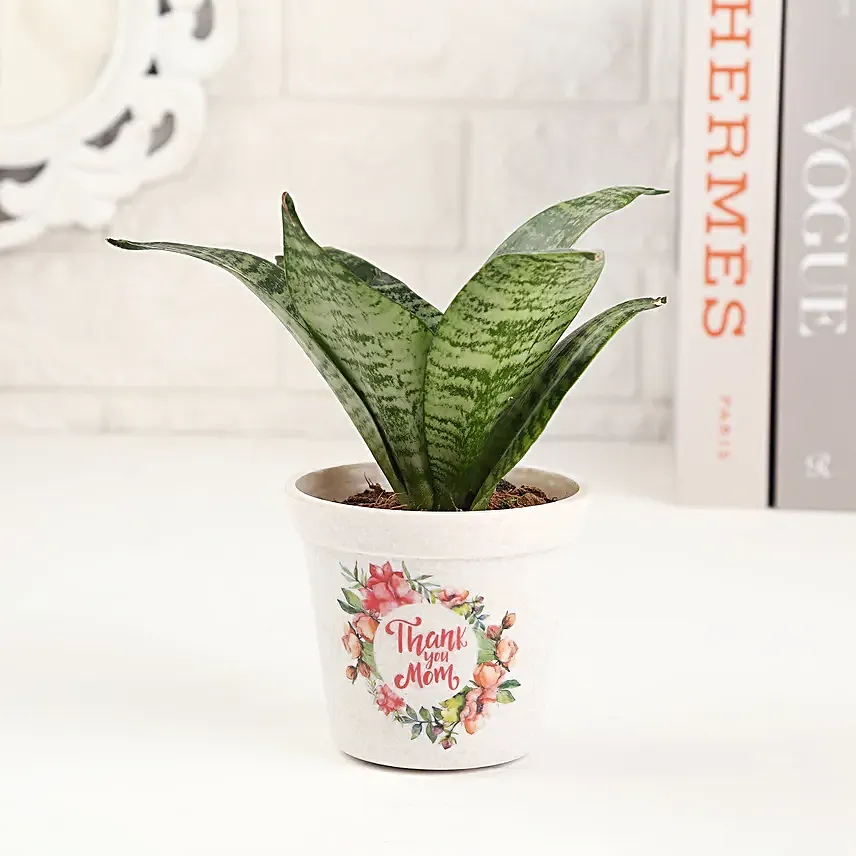 Thank You Mom Sansevieria Plant Pot