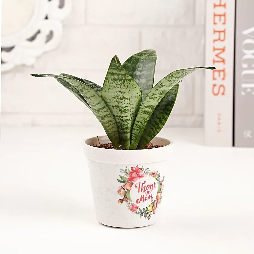Thank You Mom Sansevieria Plant Pot