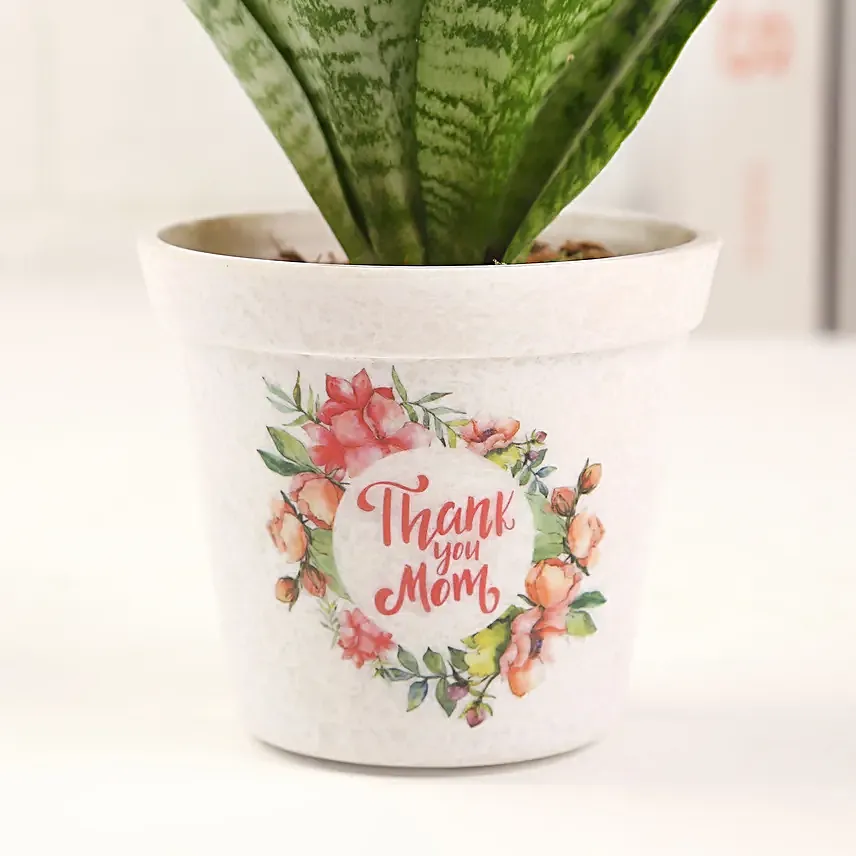 Thank You Mom Sansevieria Plant Pot