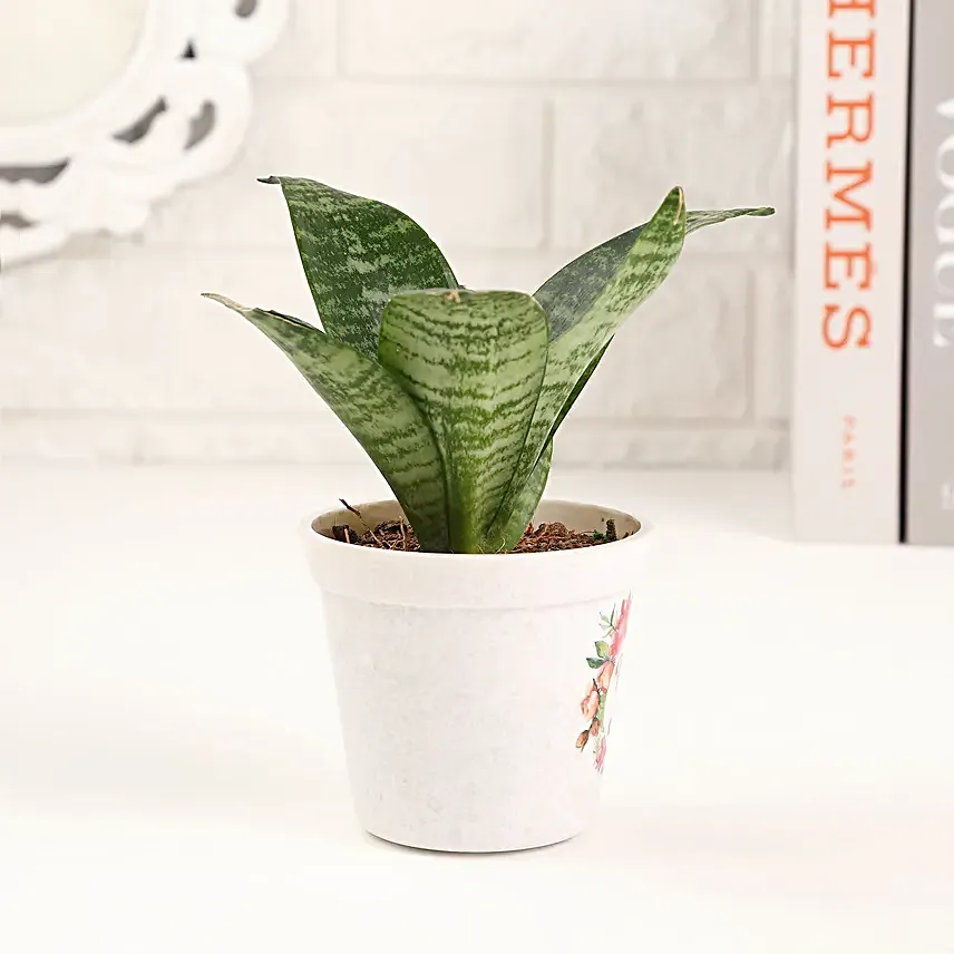 Thank You Mom Sansevieria Plant Pot