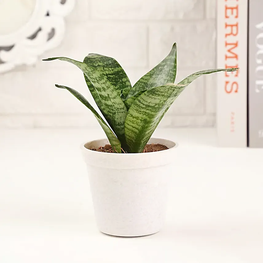 Thank You Mom Sansevieria Plant Pot