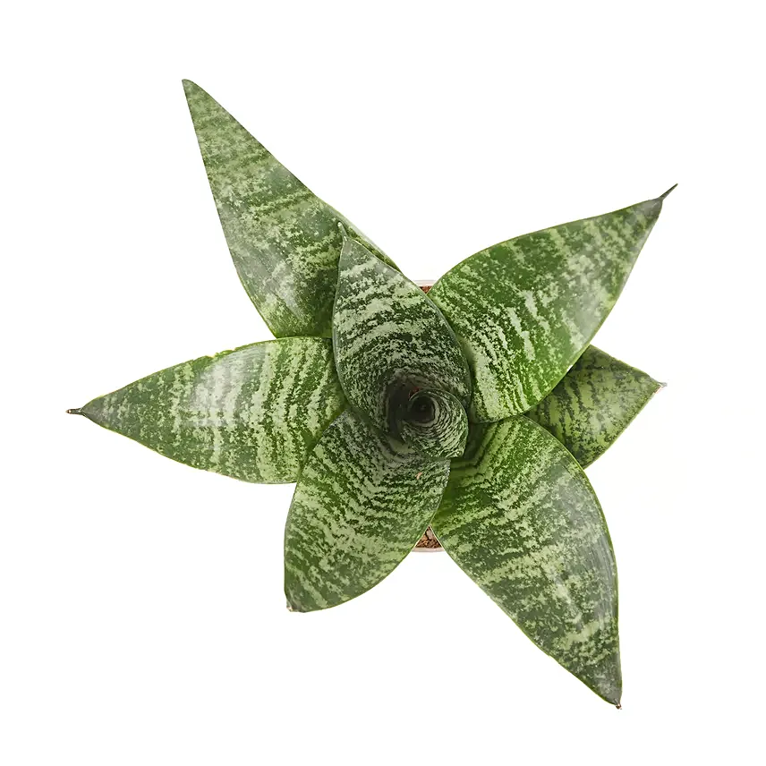 Thank You Mom Sansevieria Plant Pot