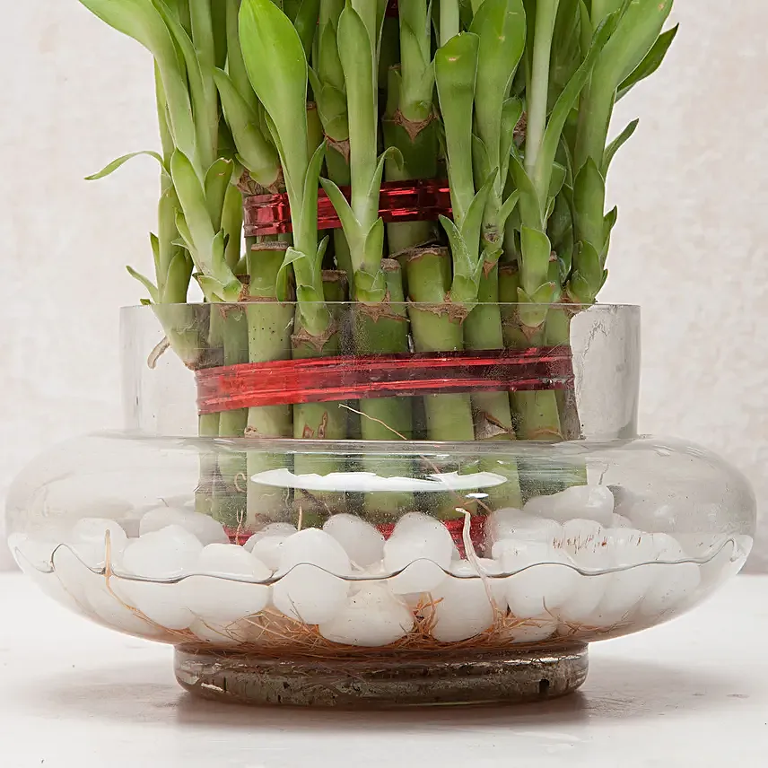 Three layer bamboo in a round glass potpourri vase with white pebbles