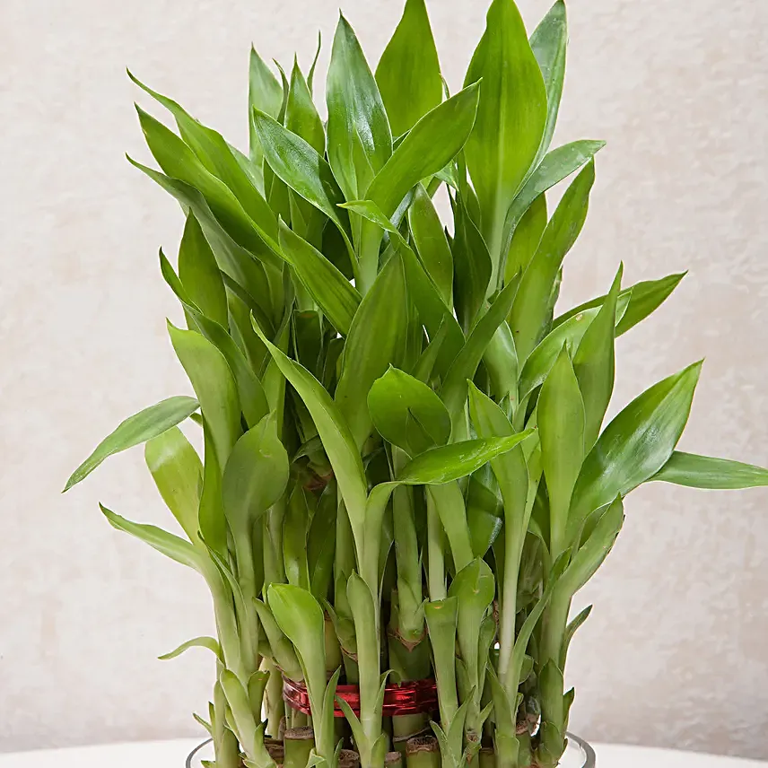 Three layer bamboo in a round glass potpourri vase with white pebbles