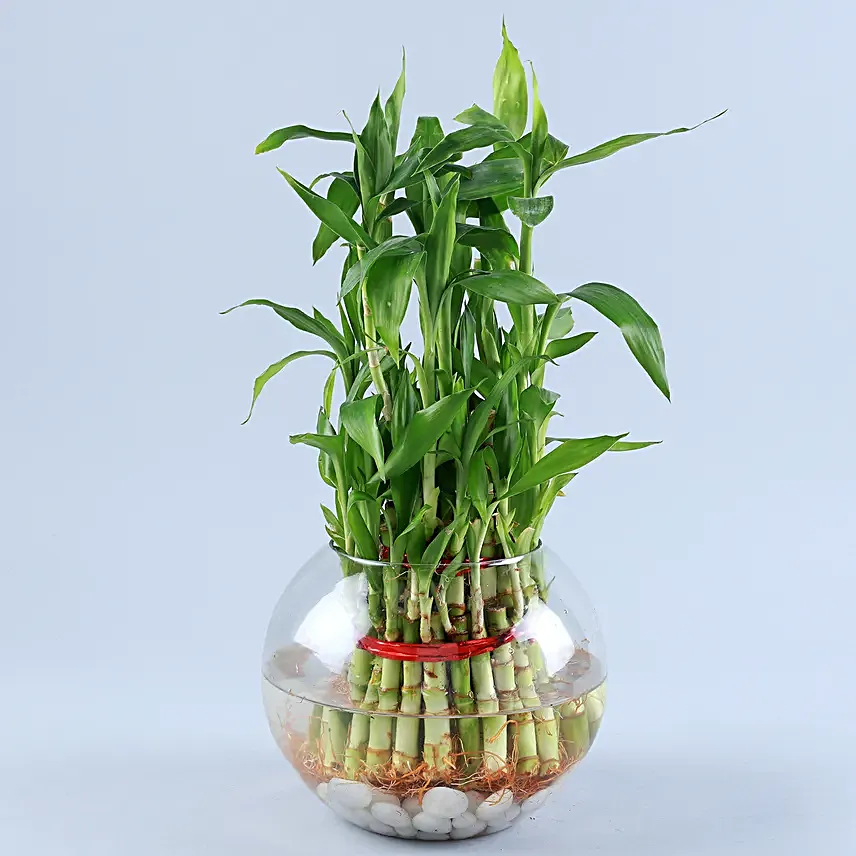 Three Layer Bamboo In Round Glass Vase