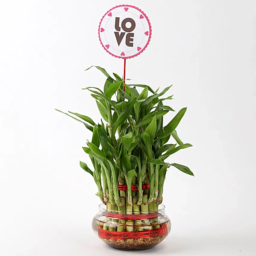 Lucky Bamboo for Valentines Day