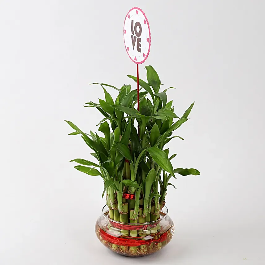 Lucky Bamboo for Valentines Day