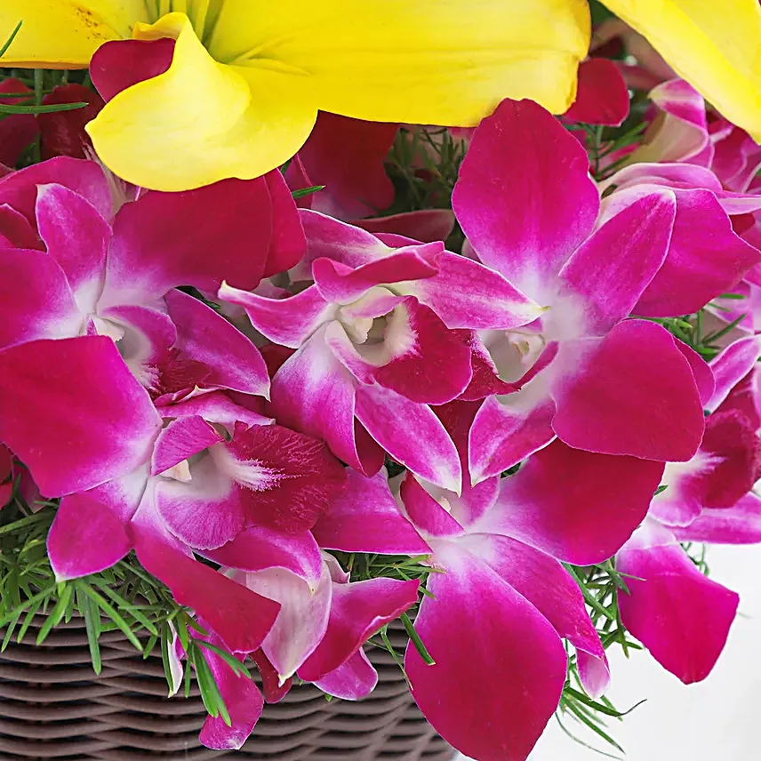 Timeless Elegance - Basket arrangement of 6 Purple Orchids with 2 yellow lilies.