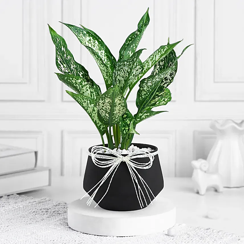 Timeless Green Aglaonema Charm