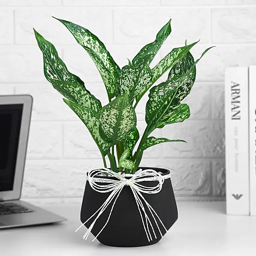 Timeless Green Aglaonema Charm