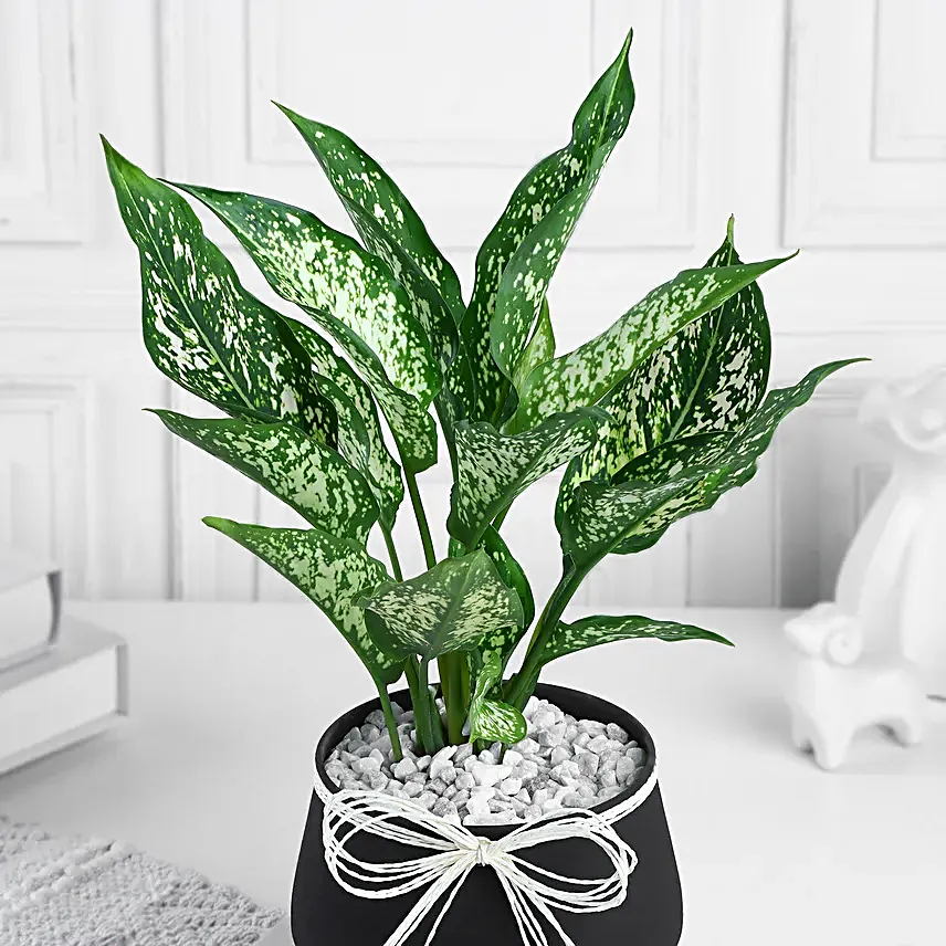 Timeless Green Aglaonema Charm
