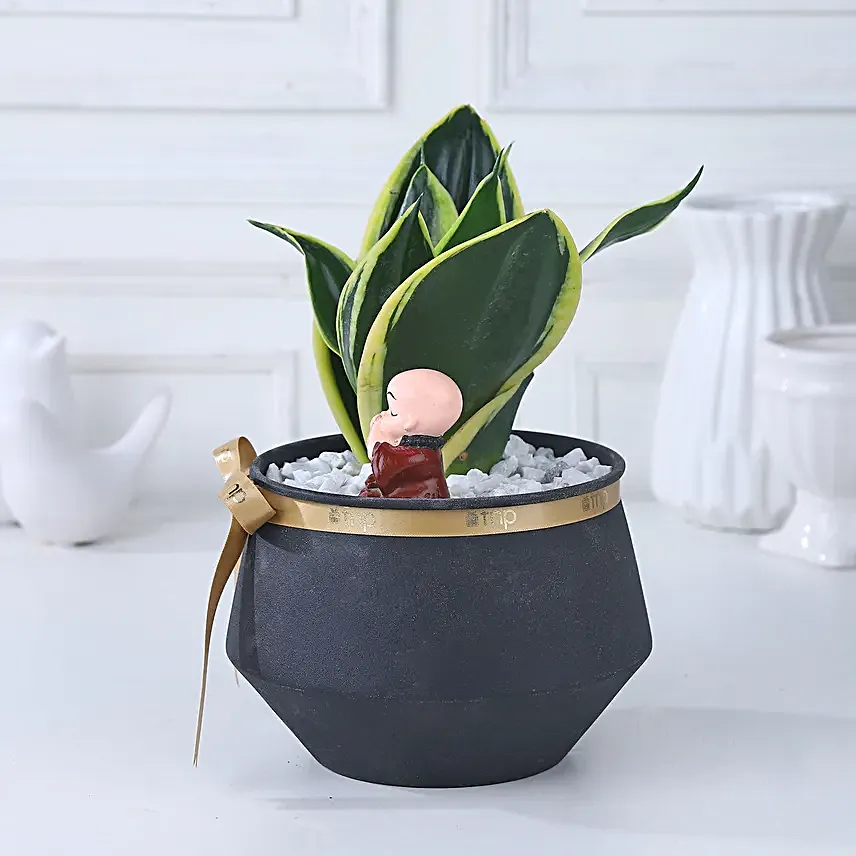 Tranquil Indulgence Plant Arrangement