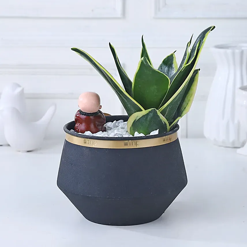 Tranquil Indulgence Plant Arrangement