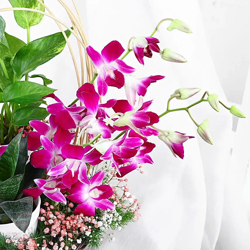 Tranquil Orchid and Greenery Gift