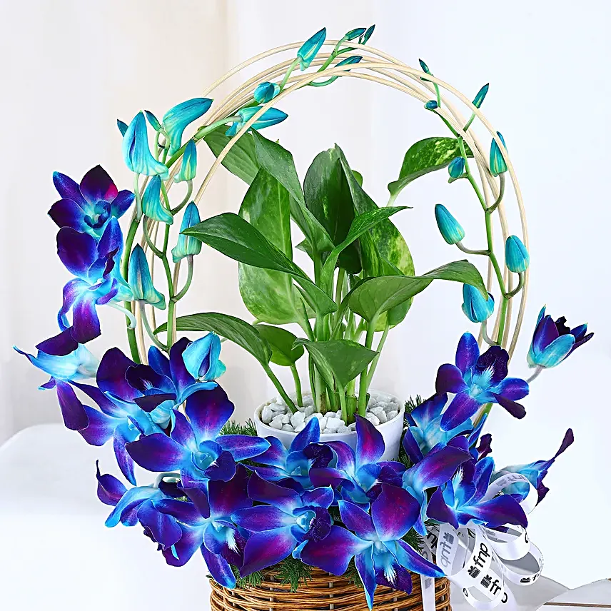 Tranquil Orchid and Prosperity Plant Gift