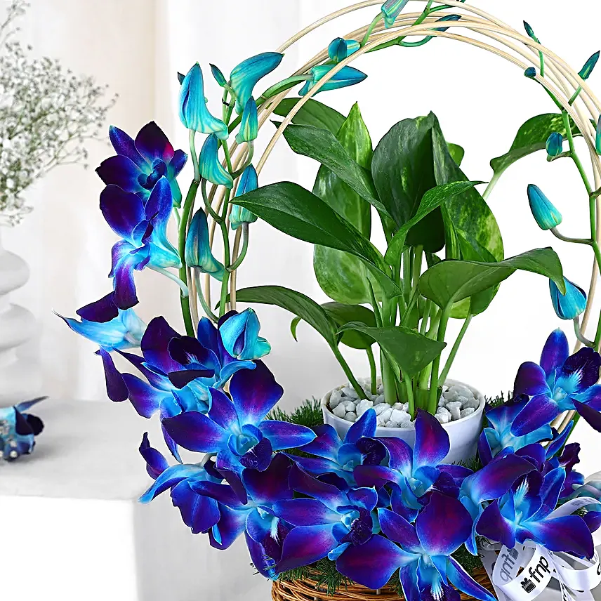 Tranquil Orchid and Prosperity Plant Gift