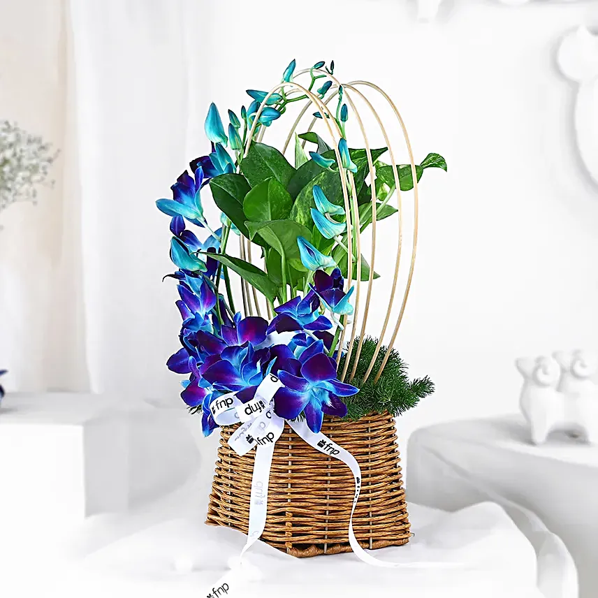 Tranquil Orchid and Prosperity Plant Gift