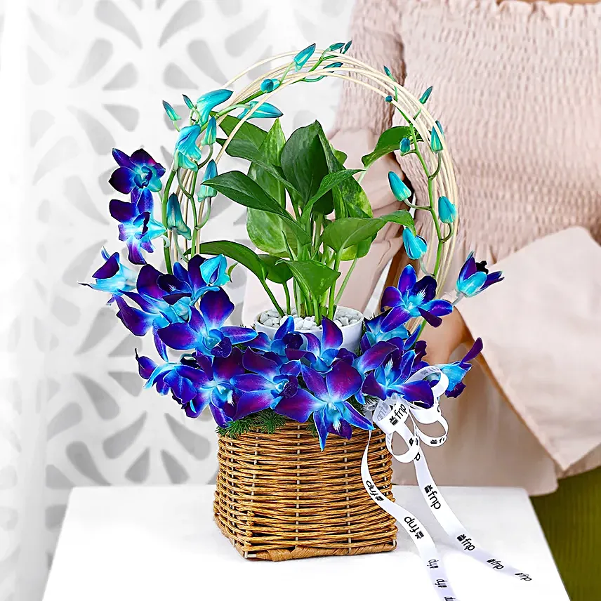 Tranquil Orchid and Prosperity Plant Gift