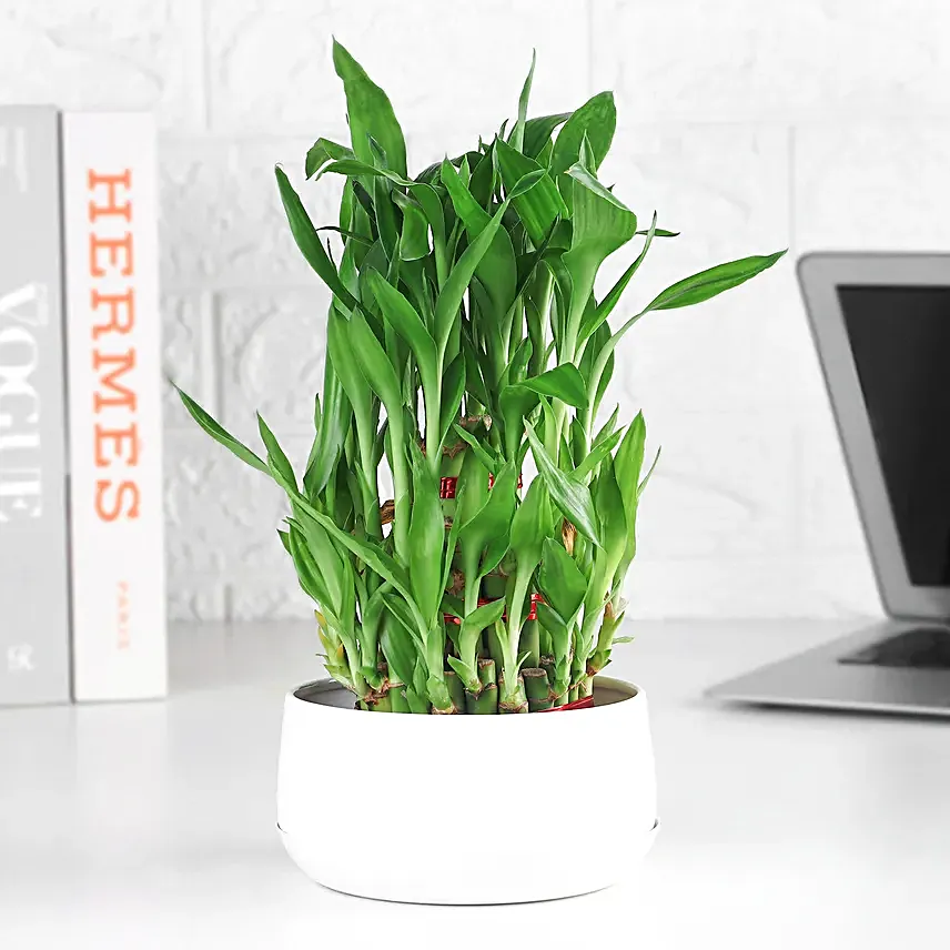Triple Layer Bamboo Plant