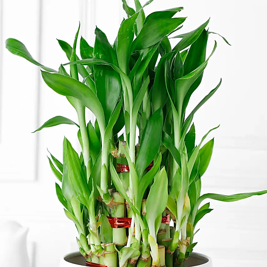 Triple Layer Bamboo Plant