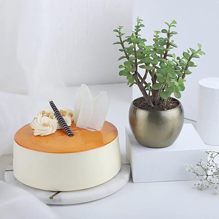 Tropical Vibes Plant N Cake Combo