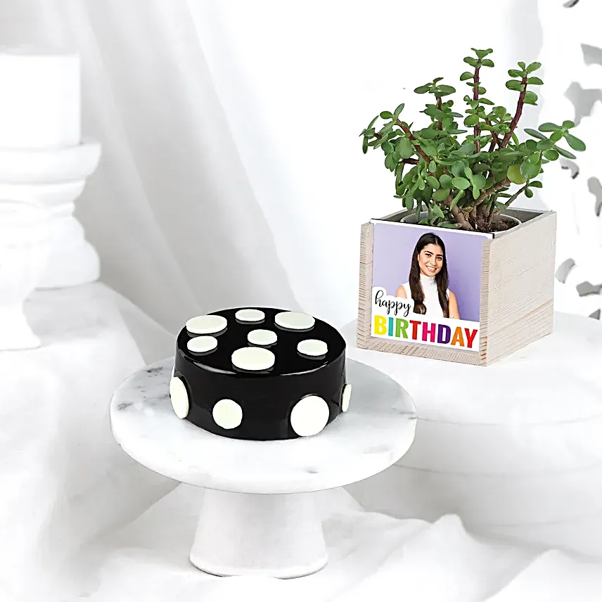 Truffle Bento Cake N Jade Plant Combo
