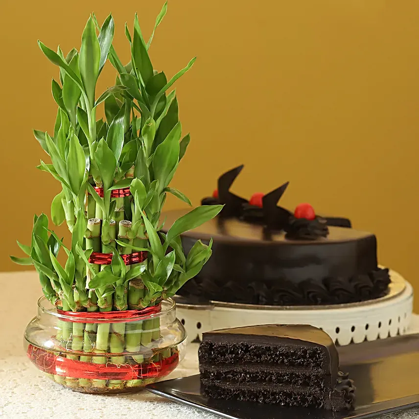 Truffle Cake with 3 Layer Bamboo