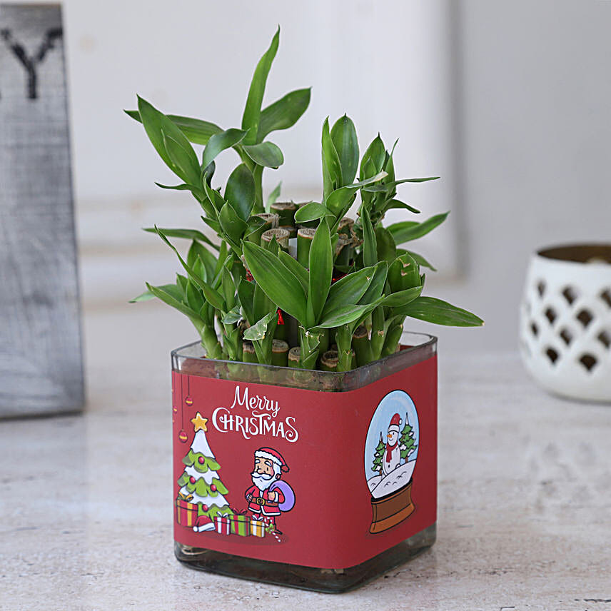 Online Lucky Bamboo In Christmas Vase