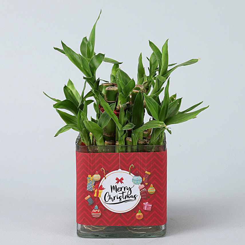 Online Lucky Bamboo In Christmas Vase