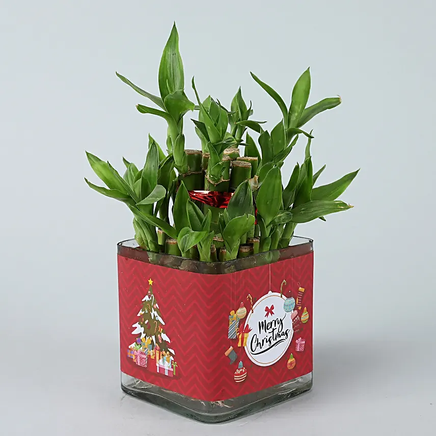 Online Lucky Bamboo In Christmas Vase