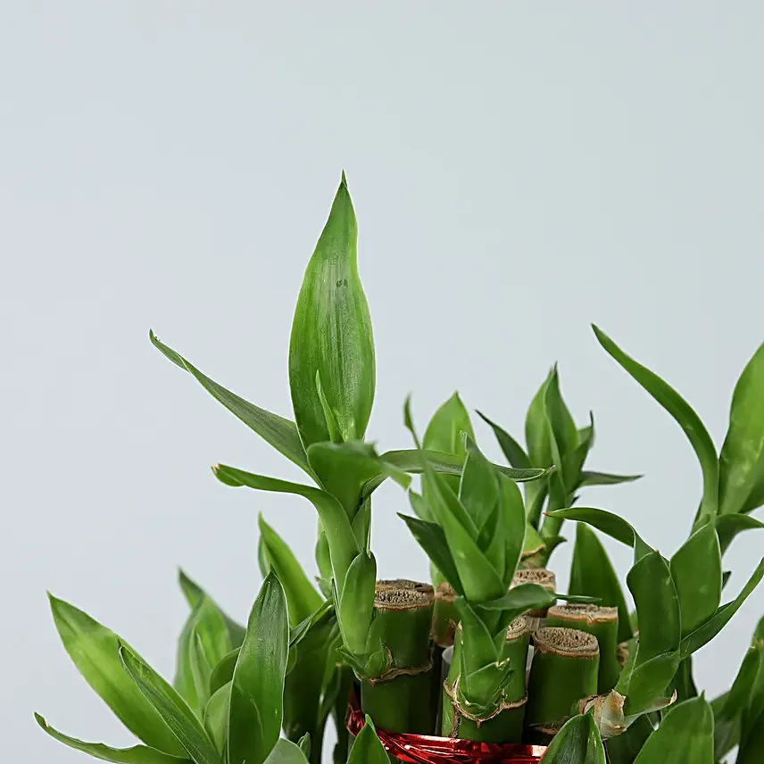 Online Lucky Bamboo In Christmas Vase