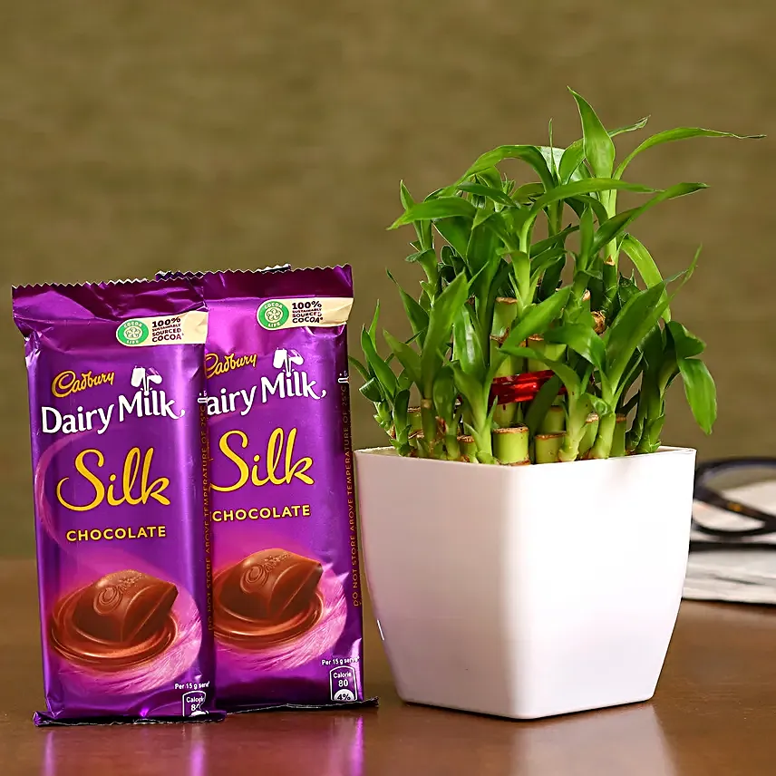 Two Layer Bamboo Plant And Dairy Milk Silk Combo