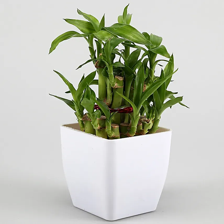 Two Layer Bamboo Plant And Dairy Milk Silk Combo