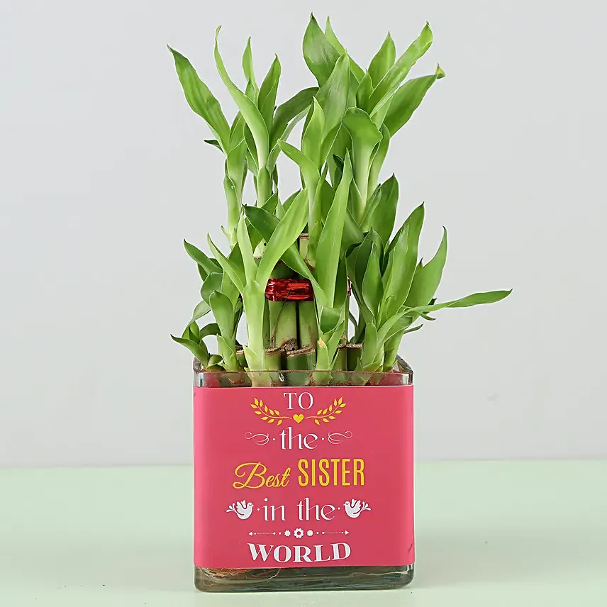 Online Bamboo Plant For Sister