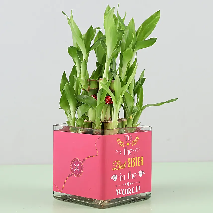 Online Bamboo Plant For Sister