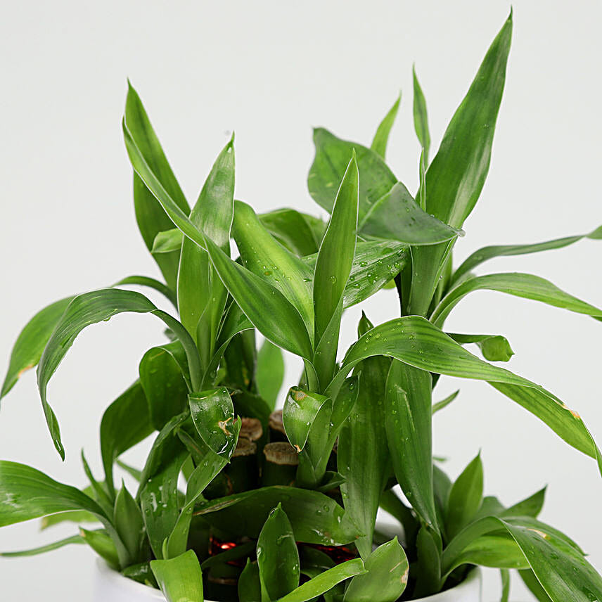 Two Layer Bamboo Plant In I Love U Mug