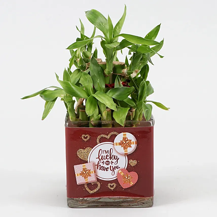 Lucky Bamboo in Valentines Glass Vase