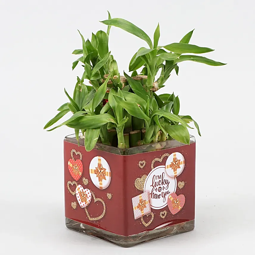 Lucky Bamboo in Valentines Glass Vase