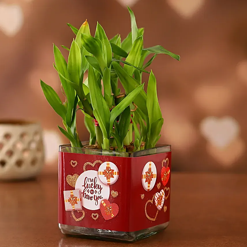 Two Layer Bamboo Plant In Im Lucky To Have You Sticker Vase