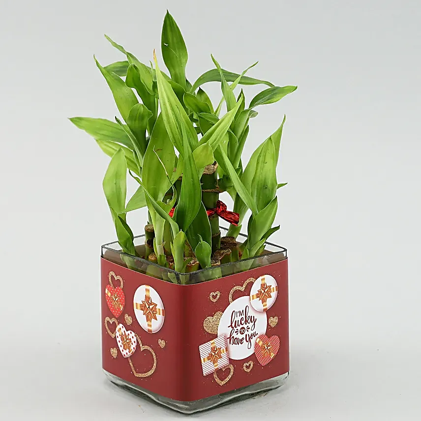 Two Layer Bamboo Plant In Im Lucky To Have You Sticker Vase