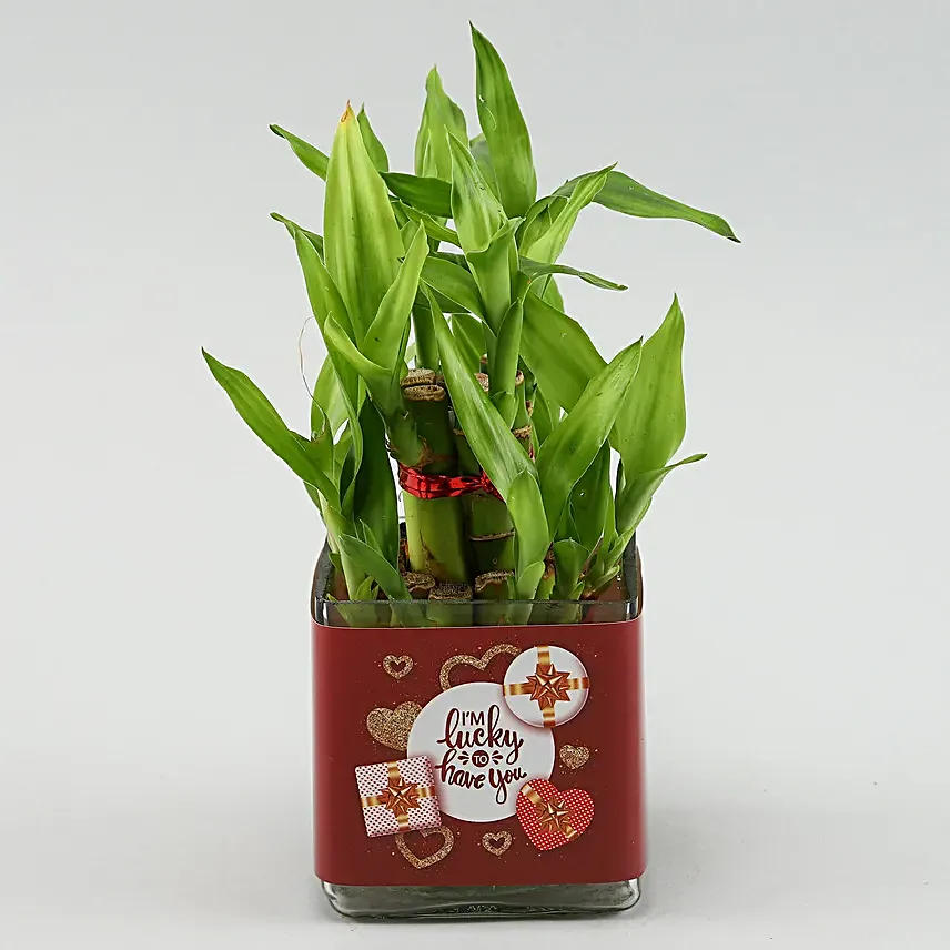Two Layer Bamboo Plant In Im Lucky To Have You Sticker Vase